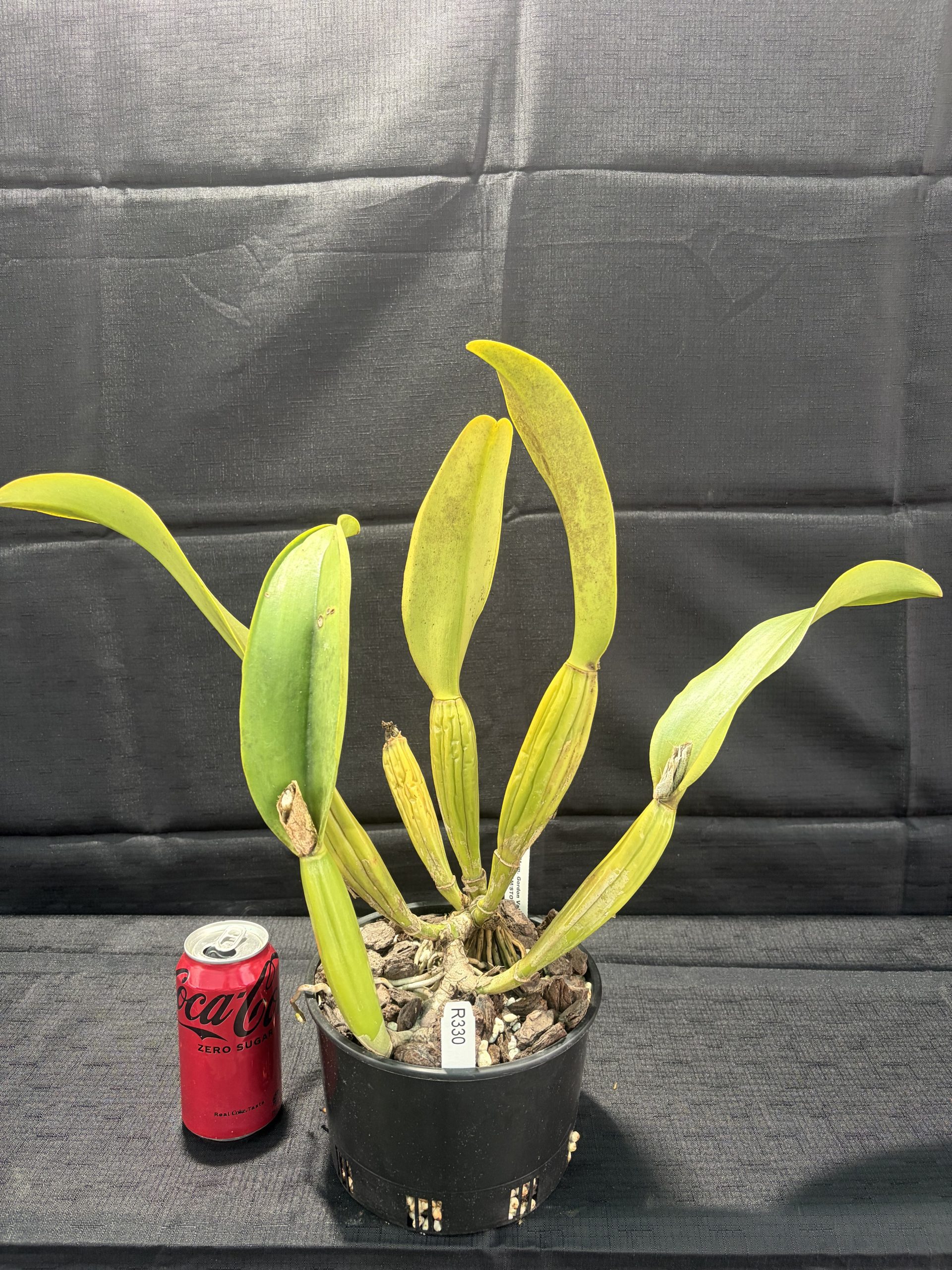 Rlc. Mem. Gordon Vallance 'Janelle' AM/AOC - Image 2