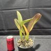Rlc. Paradise Treasure 'Beverley' HCC/AOC - Thumbnail Image 4