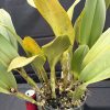 Rlc. Glenn Maidment 'Southern Cross' - Thumbnail Image 4
