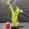 Rlc. Mem. Gordon Vallance 'Ivy Rose' - Thumbnail Image 4