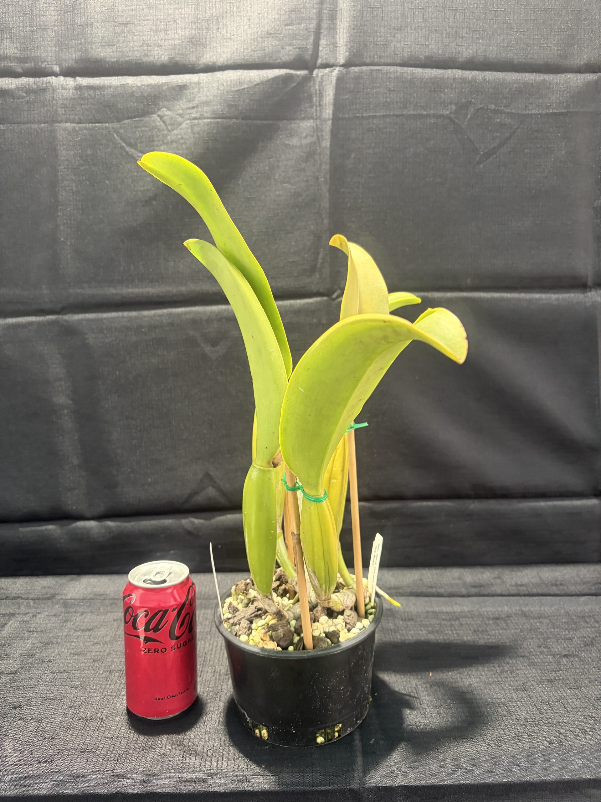 Rlc. Mem. Gordon Vallance 'Ivy Rose' - Image 4