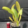 Rlc. Mem. Gordon Vallance 'Janelle' AM/AOC - Thumbnail Image 3