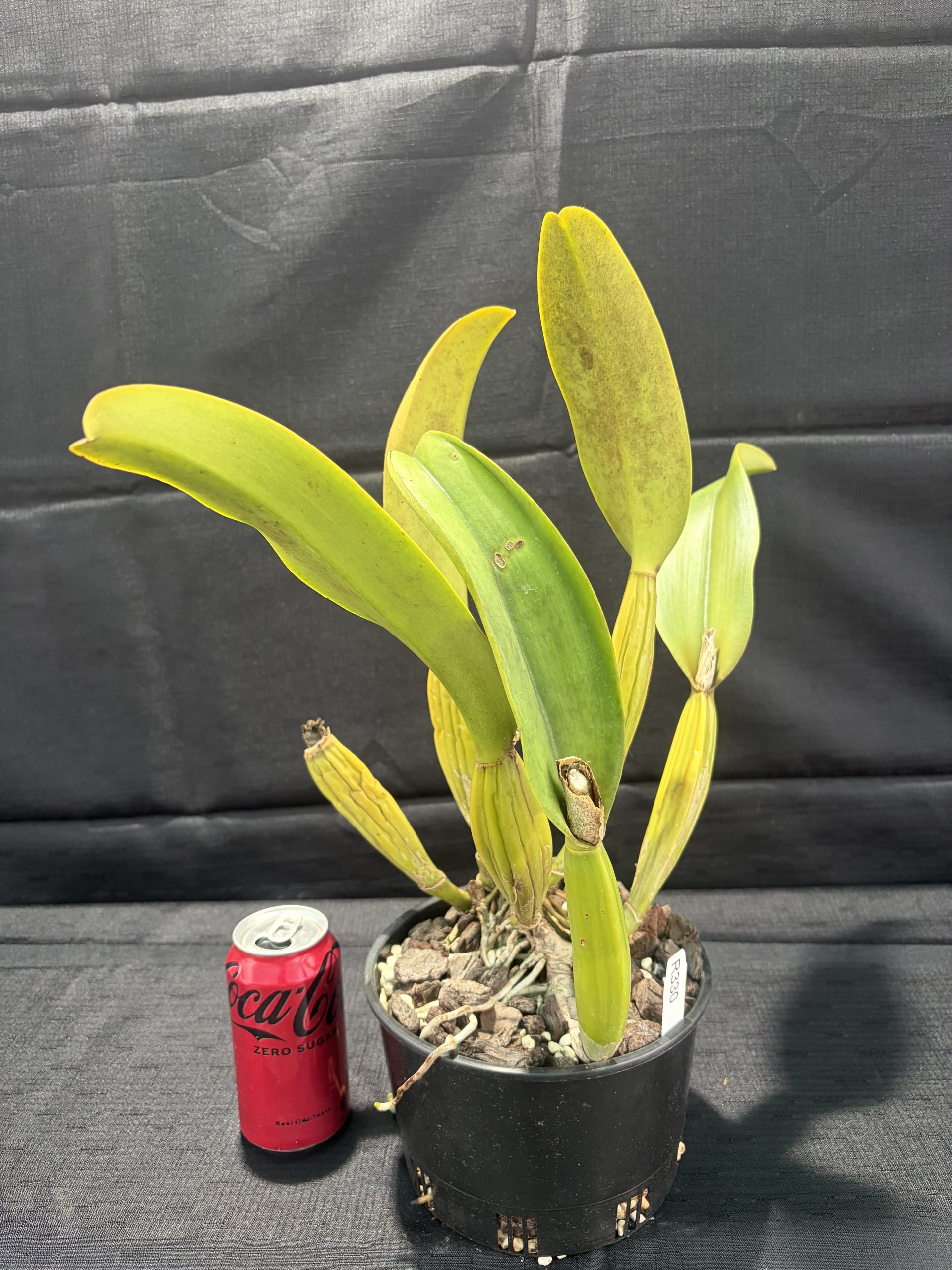 Rlc. Mem. Gordon Vallance 'Janelle' AM/AOC - Image 3