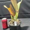 Rlc. Paradise Treasure 'Beverley' HCC/AOC - Thumbnail Image 2