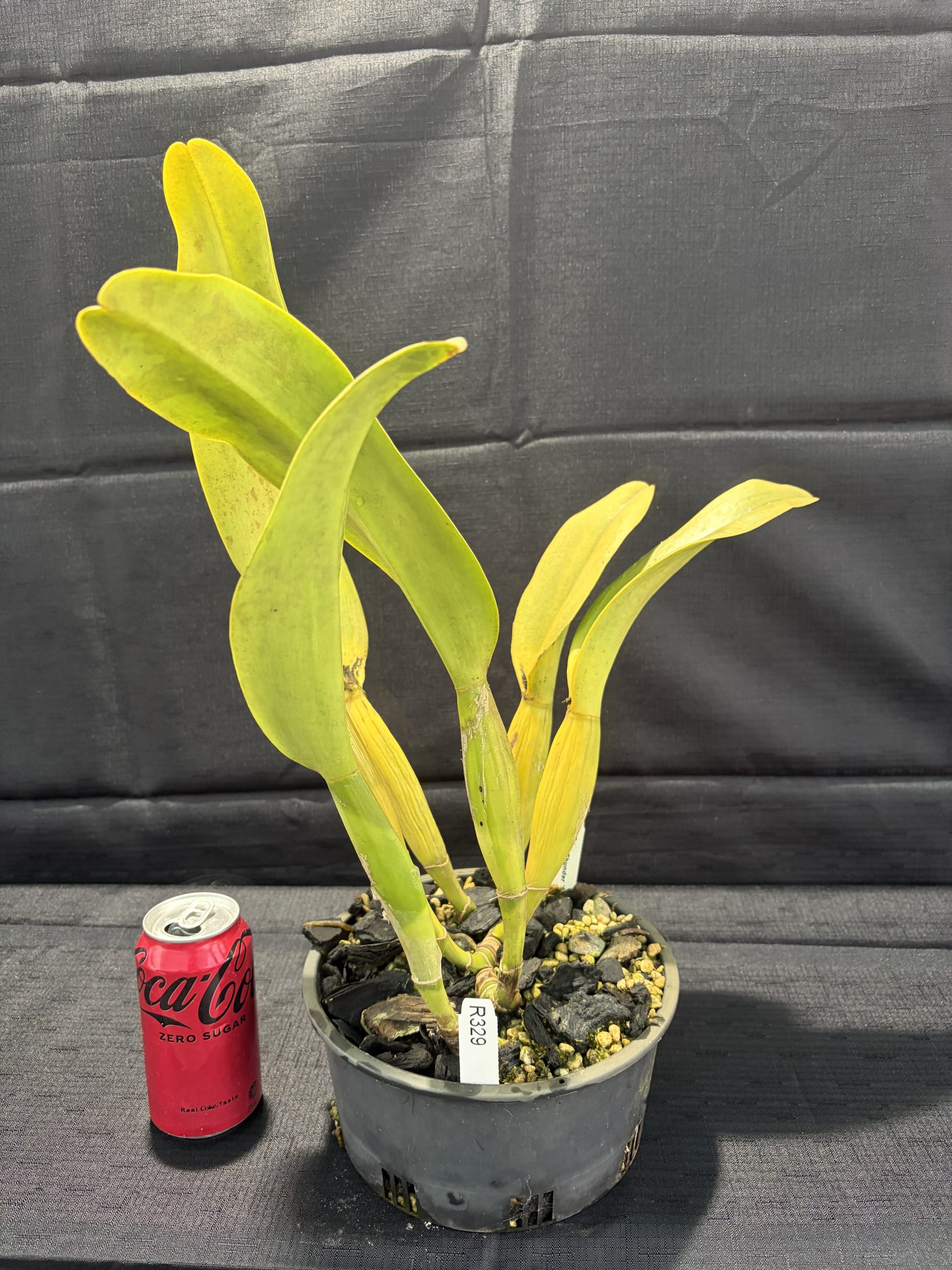 Rlc. Dal's Thunder 'Show Off' - Image 2