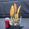 Rhyncholaelia glauca - Thumbnail Image 2