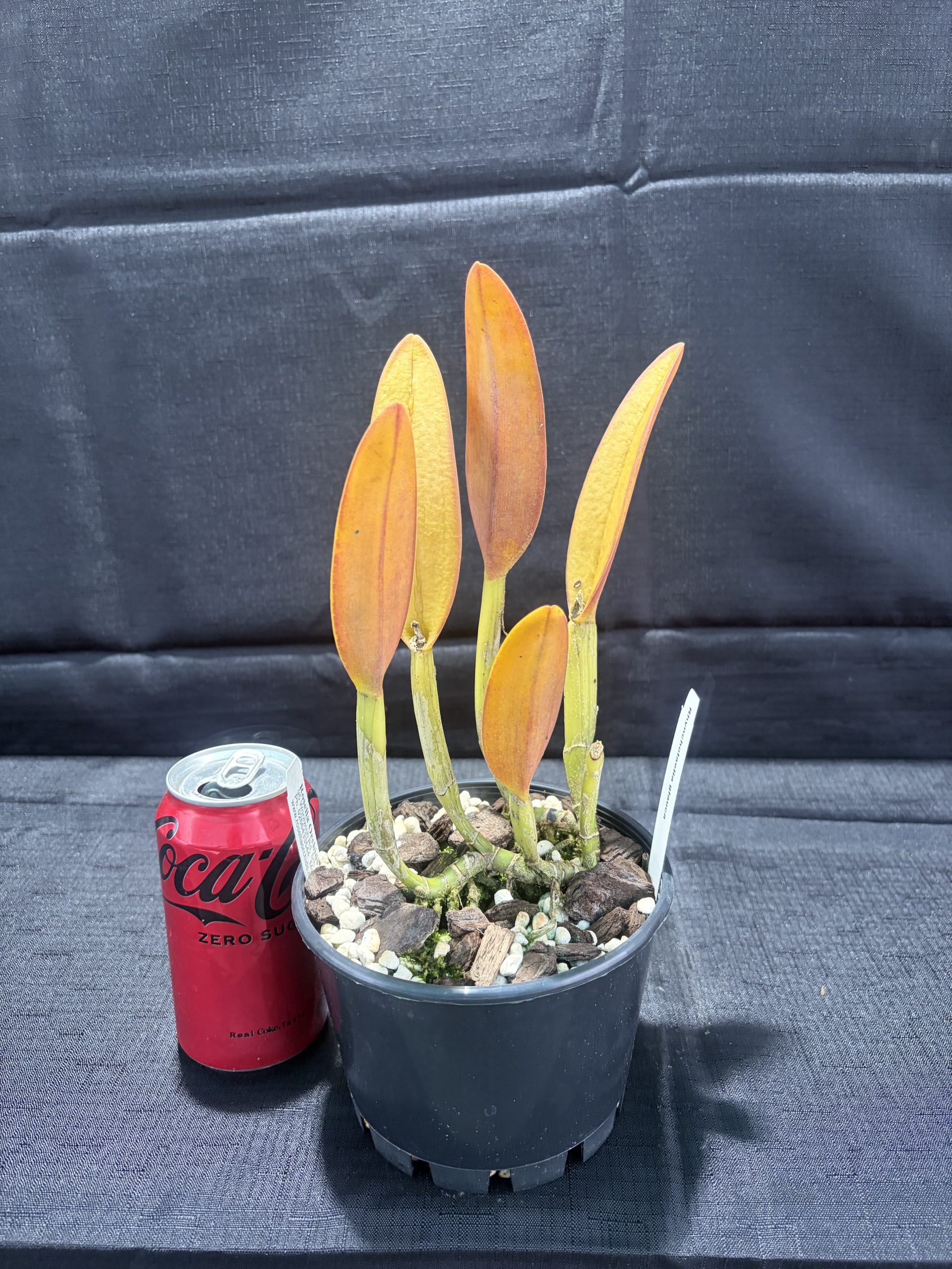 Rhyncholaelia glauca - Image 2