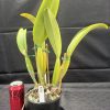 Rlc. Mem. Gordon Vallance 'Ivy Rose' - Thumbnail Image 2