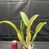 Rlc. Mem. Gordon Vallance 'Ivy Rose' - Thumbnail Image 5