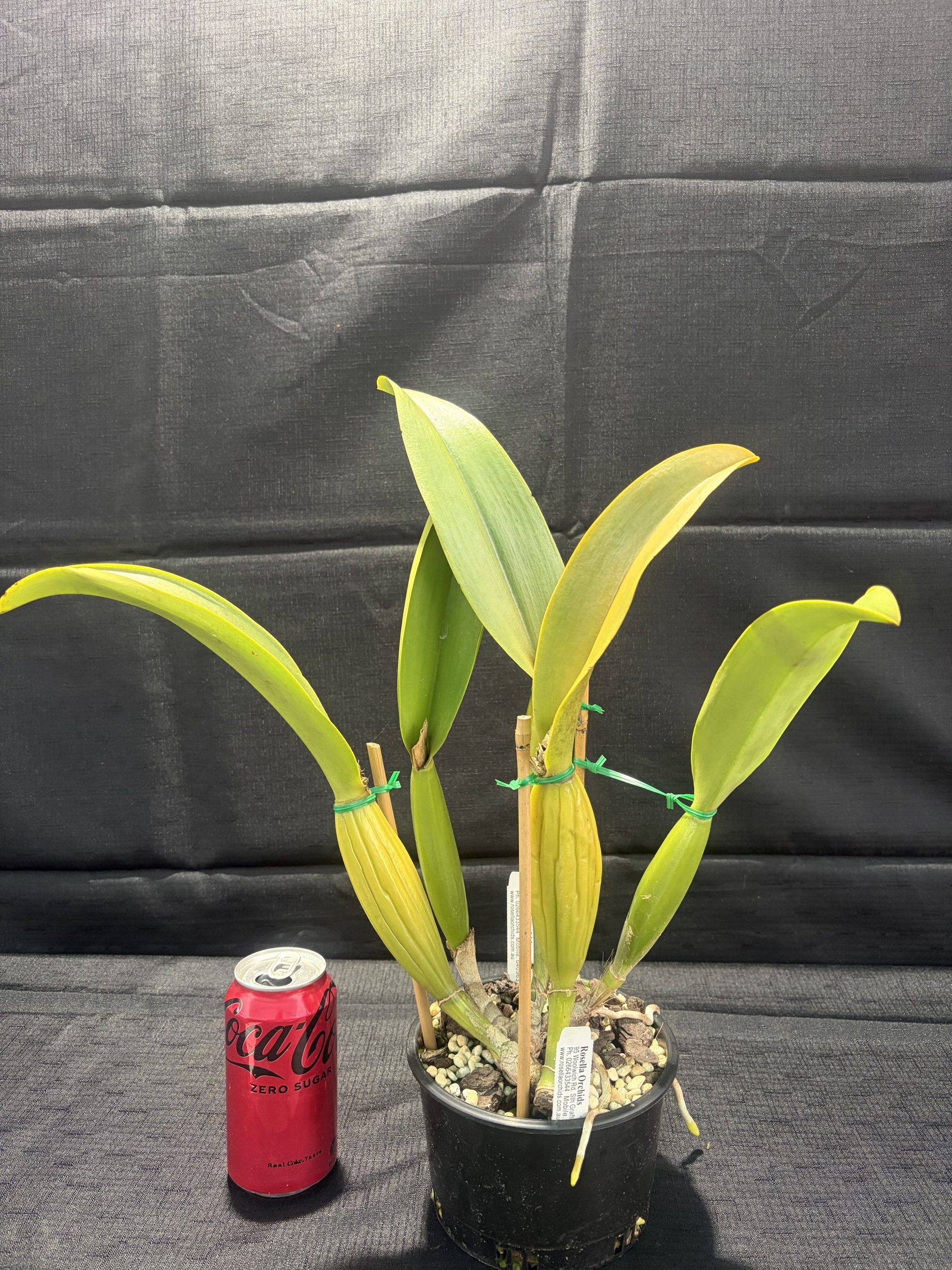 Rlc. Mem. Gordon Vallance 'Ivy Rose' - Image 5