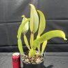 Rlc. Mem. Gordon Vallance 'Janelle' AM/AOC - Thumbnail Image 4