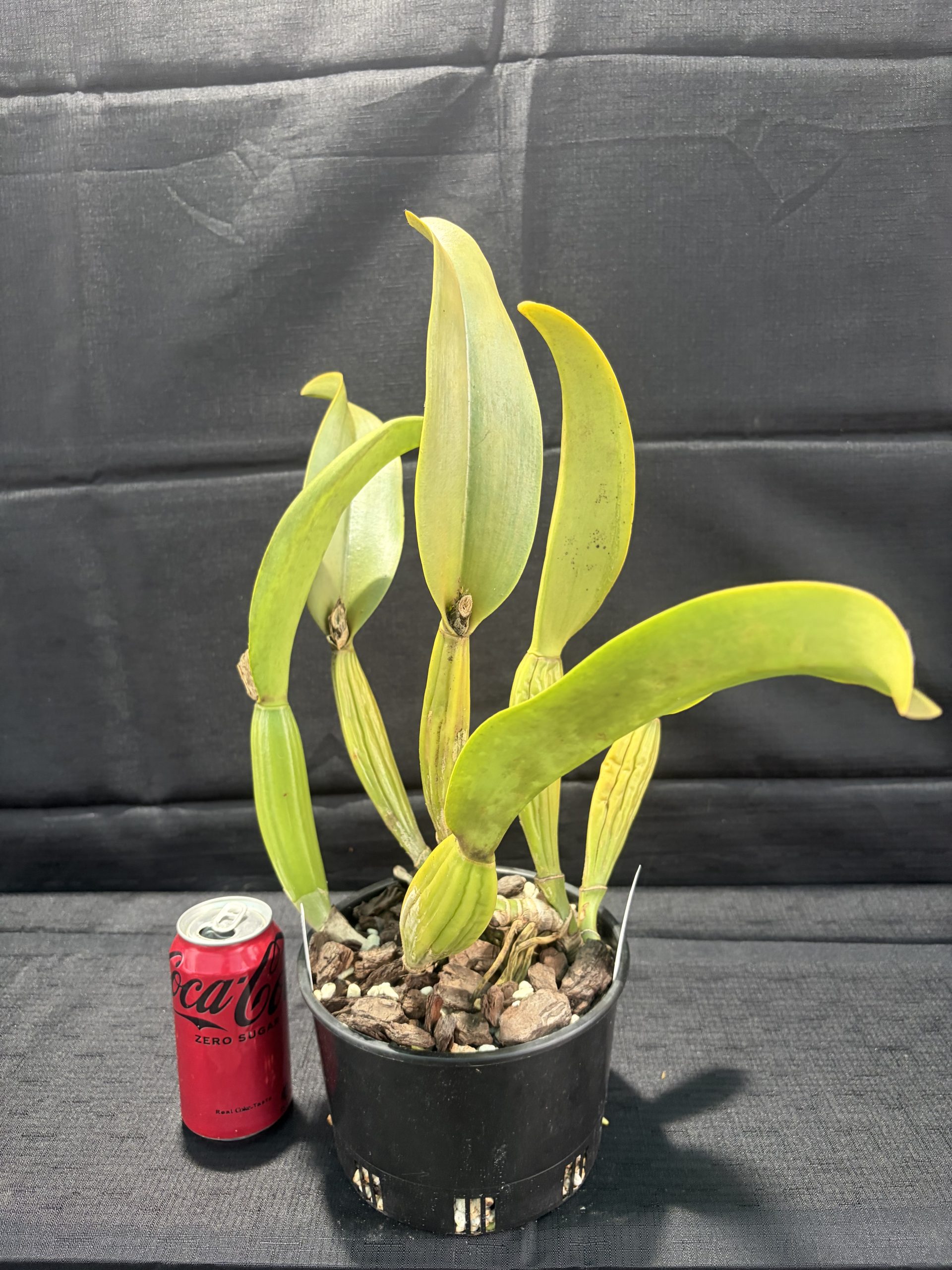 Rlc. Mem. Gordon Vallance 'Janelle' AM/AOC - Image 4