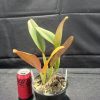 Rlc. Paradise Treasure 'Beverley' HCC/AOC - Thumbnail Image 3