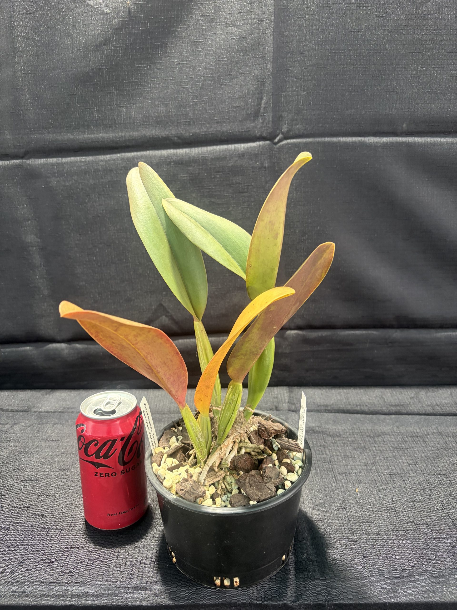 Rlc. Paradise Treasure 'Beverley' HCC/AOC - Image 3