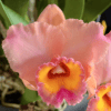 Rlc. Paradise Treasure 'Beverley' HCC/AOC - Thumbnail Image 1