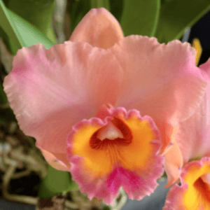 Rlc. Paradise Treasure 'Beverley' HCC/AOC