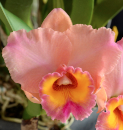 Rlc. Paradise Treasure 'Beverley' HCC/AOC - Image 1