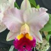 Rlc. Glenn Maidment 'Southern Cross' - Thumbnail Image 1