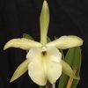 Rhyncholaelia  glauca - Thumbnail Image 1