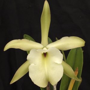 Rhyncholaelia glauca